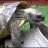 TurtleInCrocs