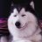 peskyhusky