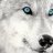 xARCTICx Wolf