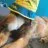 1dog