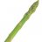 thatasparagi