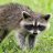 raccoon2929