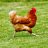 chickenfever