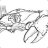crabsy