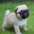 puug