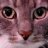 bean_323